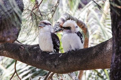 Two kookaburras, with white and brown feathers, sit side-by-side on a thick tree branch, looking to the left. Green foliage is blurred in the background.